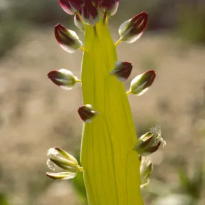 Caulanthus inflatus