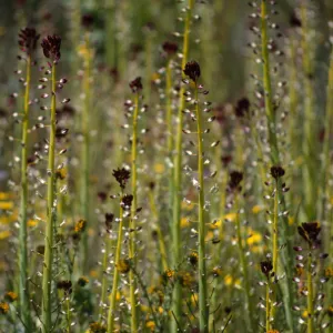 Caulanthus inflatus