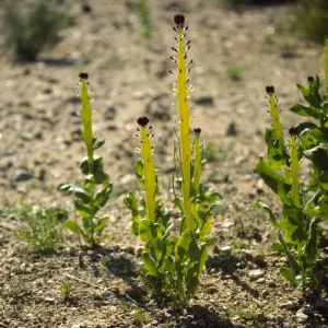 Caulanthus inflatus