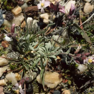 Arabis pareshii