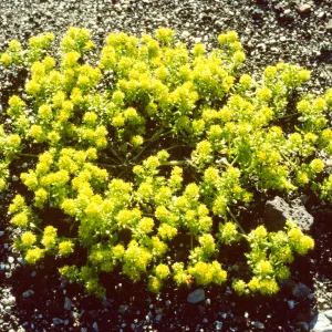 Lepidium flavum