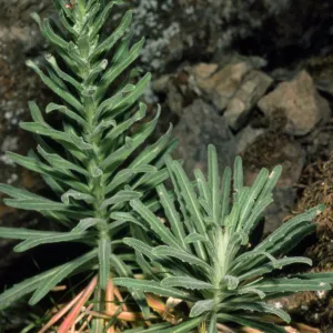 Arabis hoffmannii
