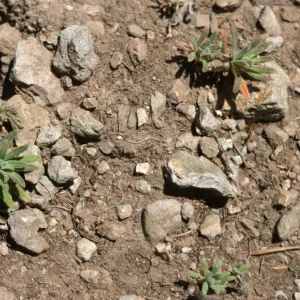 Arabis juveniles