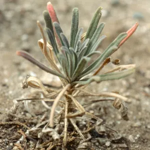 Arabis hoffmannii