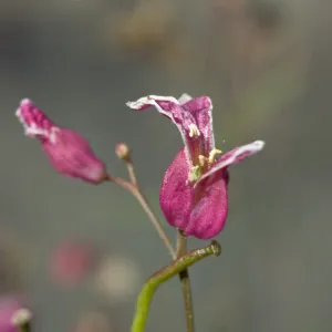 Streptanthus albidus peranoenus