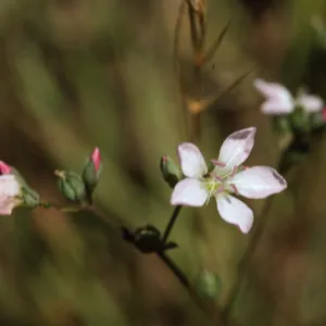 Hesperolinm congestum