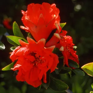 Punica granatum