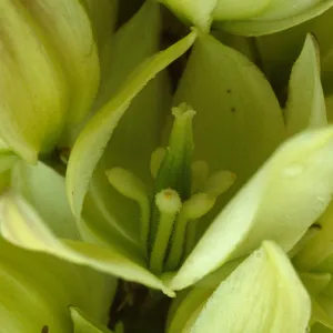 Yucca schidigera