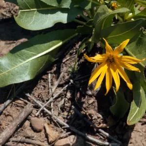 Wyethia