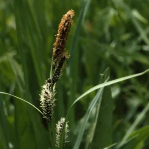 Carex