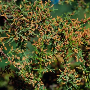 Cupressus goveniana