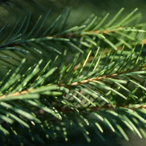 Picea breweriana