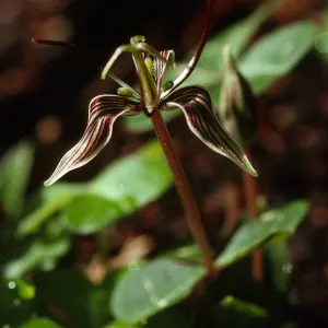 Scoliopus bigelovii 