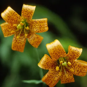 Lilium pardalinum