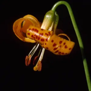 Lilium kelleyamum