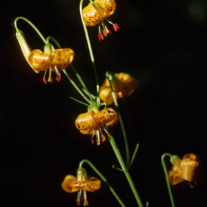 Lilium kelleyamum
