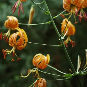 Lilium homboldii