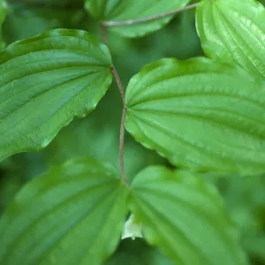 Disporum smithii