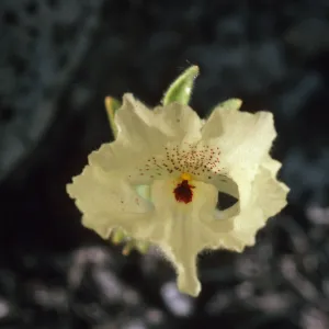 Mohavea confertiflora