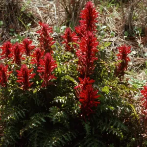 Pedicularis densiflora