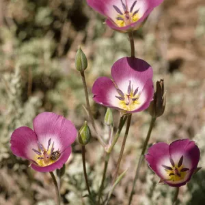 Calochortus splendens Holcomb Valley