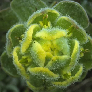 Castilleja mollis