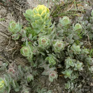 Castilleja mollis