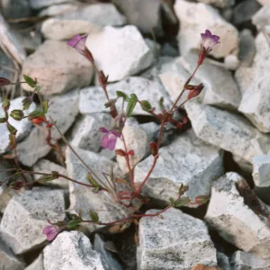 Collinsia antonina