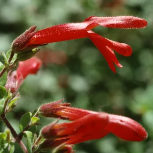 Keckiella cordifolia