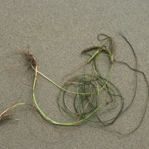Phyllospadix torreyi