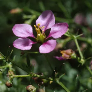 Fagonia laevis