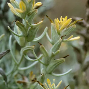 Castilleja hololeuca