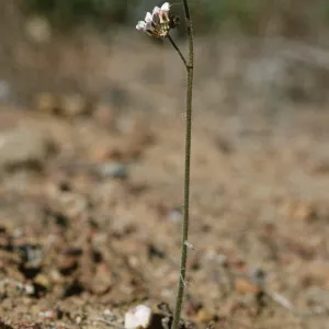 Jepsonia malvifolia