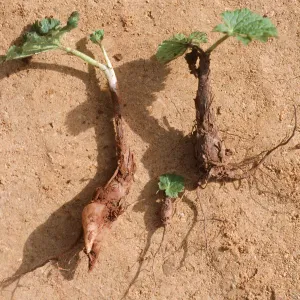 Jepsonia malvifolia