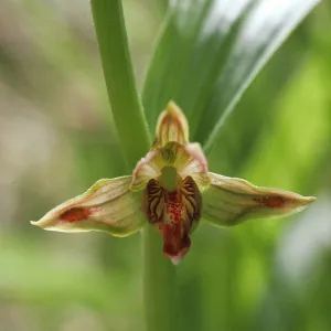 Epipactis gigantea