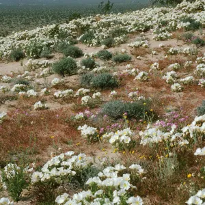 Oenothera californica