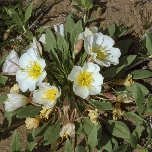 Oenothera californica