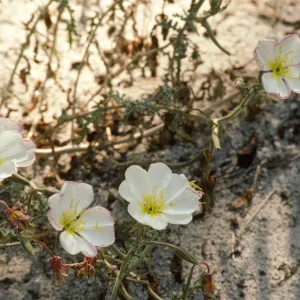Oenothera californica howellii
