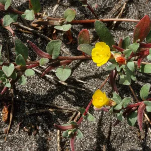 Camissonia cheiranthifolia