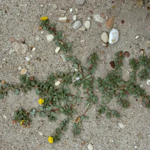 Camissonia cheiranthifolia