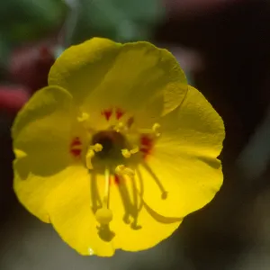 Camissonia cheiranthifolia