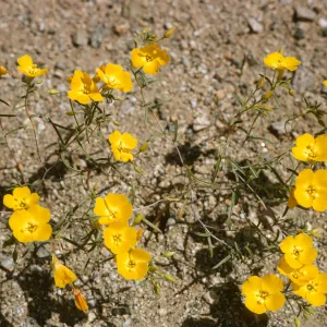 Camissonia campestris