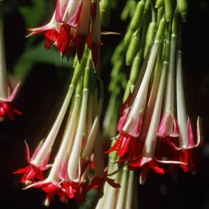 Fuchsia boliviana