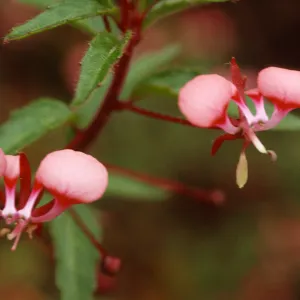 Lopezia hirsula