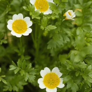 Limnanthes douglasii douglasii