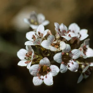 Jepsonia malvifolia thrum flower