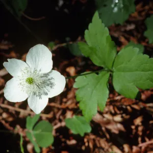 Anemone deltoidea