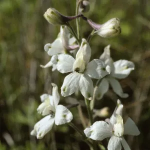 Delphinium kinkiense