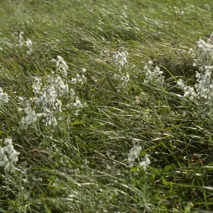 Delphinium kinkiense