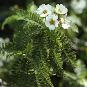 Chamaebatia australis